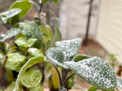 Frost Damage – Fighting the Urge to Prune